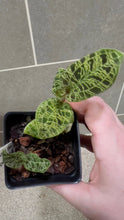 Load image into Gallery viewer, Macodes petola Lightning Jewel Orchid (F)