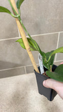 Load image into Gallery viewer, Macodes petola Lightning Jewel Orchid (F)