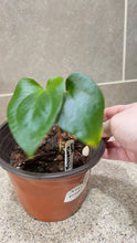 Load image into Gallery viewer, Anthurium pinkleyi (B)