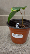 Load image into Gallery viewer, Anthurium pinkleyi (B)