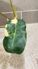Load image into Gallery viewer, Philodendron Burle Marx Variegata