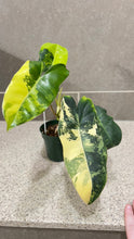 Load image into Gallery viewer, Philodendron Burle Marx Variegata
