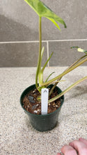 Load image into Gallery viewer, Philodendron Burle Marx Variegata