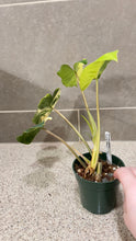 Load image into Gallery viewer, Philodendron Burle Marx Variegata