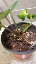 Load image into Gallery viewer, Anthurium villenaorum