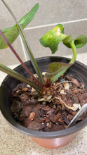 Load image into Gallery viewer, Anthurium villenaorum