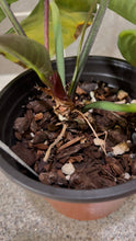 Load image into Gallery viewer, Anthurium villenaorum