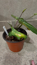Load image into Gallery viewer, Anthurium villenaorum