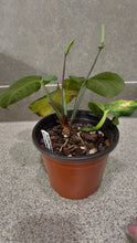 Load image into Gallery viewer, Anthurium villenaorum