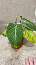 Load image into Gallery viewer, Anthurium villenaorum