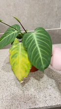 Load image into Gallery viewer, Anthurium villenaorum