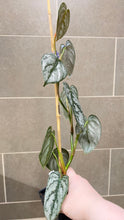 Load image into Gallery viewer, Philodendron brandtianum B