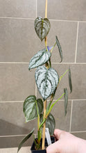 Load image into Gallery viewer, Philodendron brandtianum B