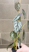 Load image into Gallery viewer, Philodendron brandtianum B