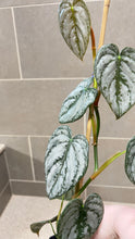 Load image into Gallery viewer, Philodendron brandtianum B