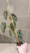 Load image into Gallery viewer, Philodendron brandtianum B