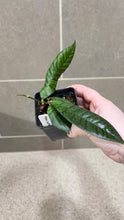 Load image into Gallery viewer, Hoya callistophylla A