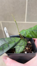 Load image into Gallery viewer, Hoya callistophylla A