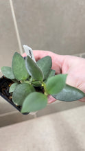Load image into Gallery viewer, Hoya nummularioides B (String of Nickels)