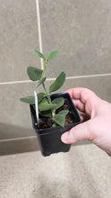 Load image into Gallery viewer, Hoya nummularioides B (String of Nickels)