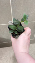 Load image into Gallery viewer, Hoya nummularioides B (String of Nickels)