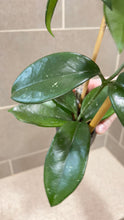 Load image into Gallery viewer, Hoya skinneriana 'Dee’s Big One' Splash (C)