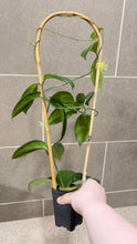 Load image into Gallery viewer, Hoya skinneriana 'Dee’s Big One' Splash (C)