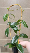 Load image into Gallery viewer, Hoya skinneriana 'Dee’s Big One' Splash (C)