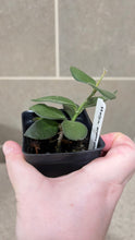Load image into Gallery viewer, Hoya nummularioides D (String of Nickels)