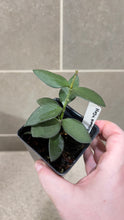 Load image into Gallery viewer, Hoya nummularioides D (String of Nickels)