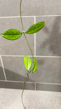 Load image into Gallery viewer, Hoya crassipetiolata Splash M