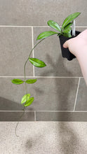 Load image into Gallery viewer, Hoya crassipetiolata Splash M