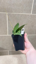 Load image into Gallery viewer, Hoya callistophylla E