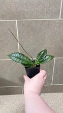 Load image into Gallery viewer, Hoya callistophylla E