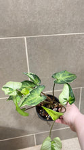 Load image into Gallery viewer, Syngonium podophyllum Jade (B)