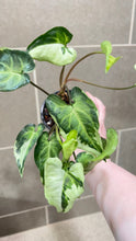 Load image into Gallery viewer, Syngonium podophyllum Jade (B)