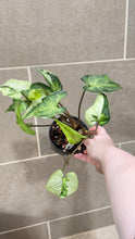 Load image into Gallery viewer, Syngonium podophyllum Jade (B)