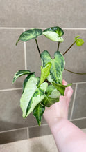 Load image into Gallery viewer, Syngonium podophyllum Jade (B)