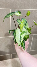 Load image into Gallery viewer, Syngonium podophyllum Jade (B)