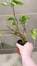 Load image into Gallery viewer, Syngonium podophyllum Jade (1)