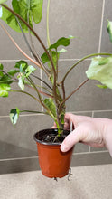 Load image into Gallery viewer, Syngonium podophyllum Jade (1)