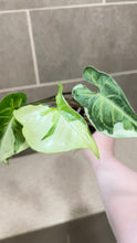 Load image into Gallery viewer, Syngonium podophyllum Jade (A)