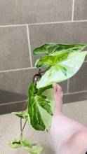 Load image into Gallery viewer, Syngonium podophyllum Jade (A)