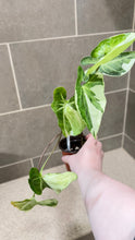 Load image into Gallery viewer, Syngonium podophyllum Jade (A)