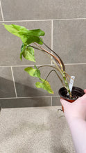 Load image into Gallery viewer, Syngonium podophyllum Jade (A)
