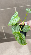 Load image into Gallery viewer, Philodendron mamei A