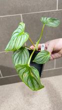 Load image into Gallery viewer, Philodendron mamei A