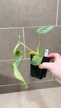 Load image into Gallery viewer, Philodendron mamei A