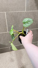 Load image into Gallery viewer, Philodendron mamei A