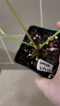 Load image into Gallery viewer, Anthurium King Clarinervium A